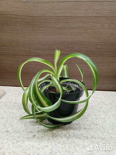 Хлорофитум кучерявый красавец