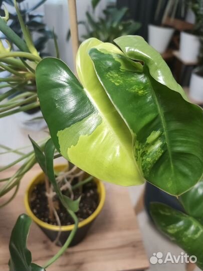 Филодендрон бурле макс