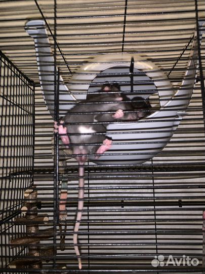 Крысы бесплатно