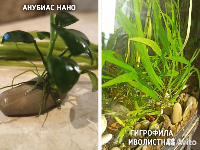 Аквариумные растения