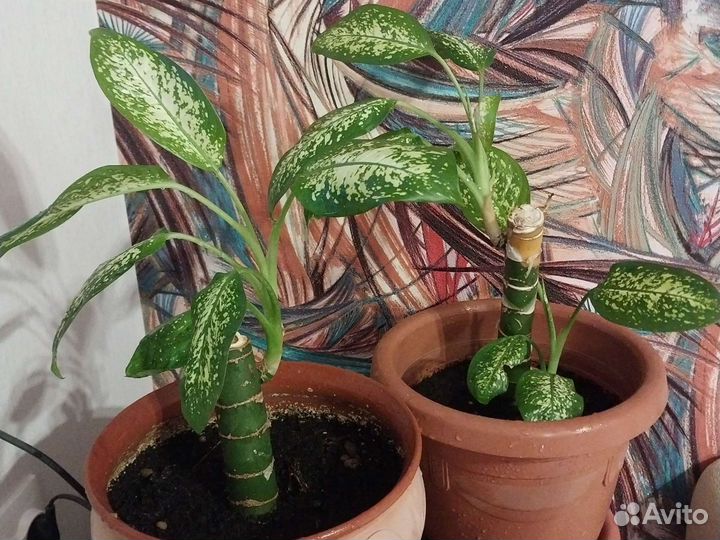 Диффенбахия