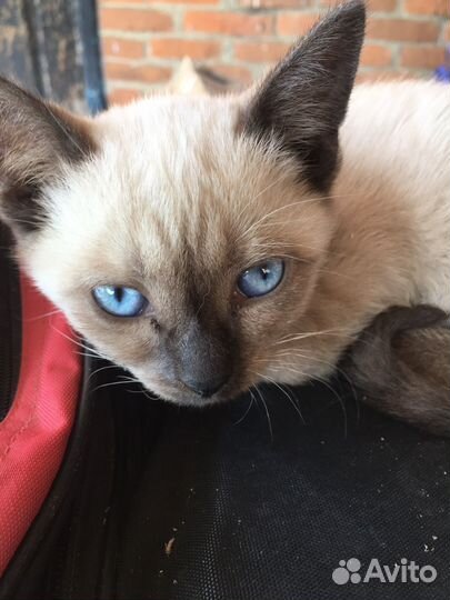 Котята в добрые руки 2 месяц