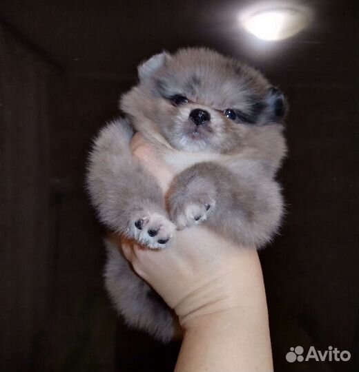 Померанский шпиц