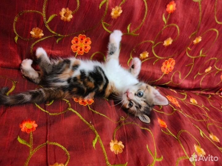 Котики за 1 р