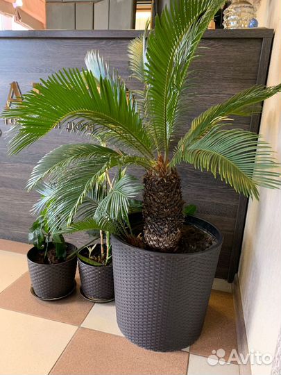 Пальма Цикас