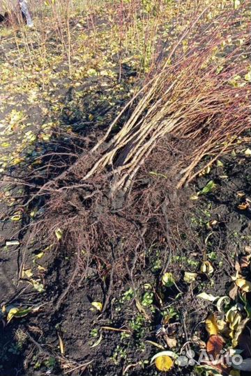 Саженцы из нашего питомника