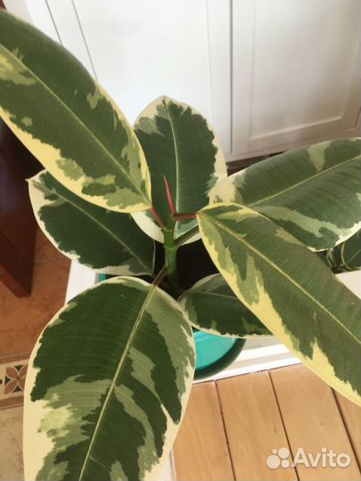 Фикус, юкка, драцена, кордилина, эпипремнум