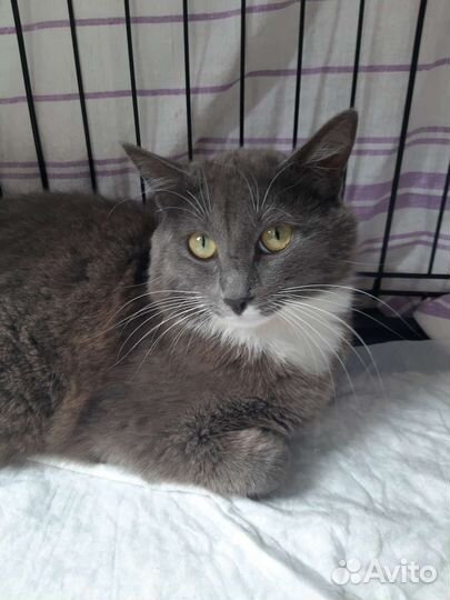 Кошки в добрые руки