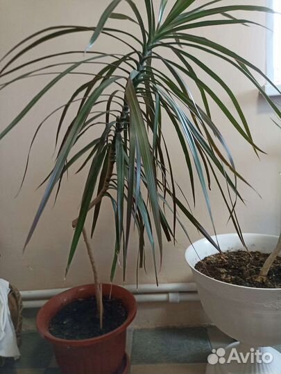 Пальма драцена