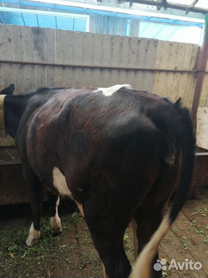 Телята тёлочки