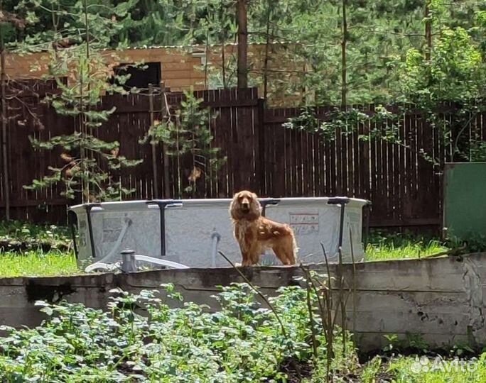 Щенки спаниеля