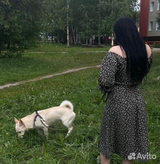 Собака в добрые руки
