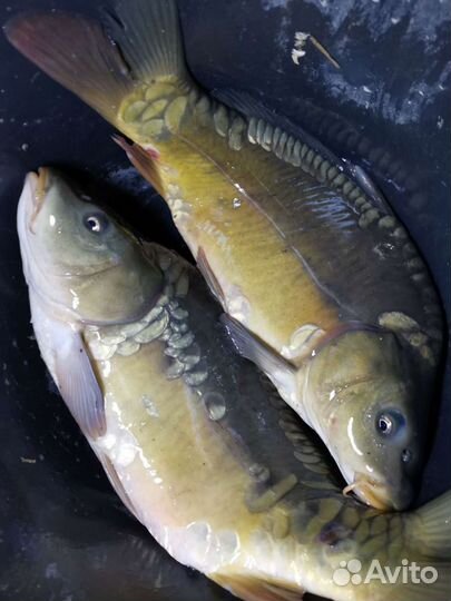 Рыбалка Крым