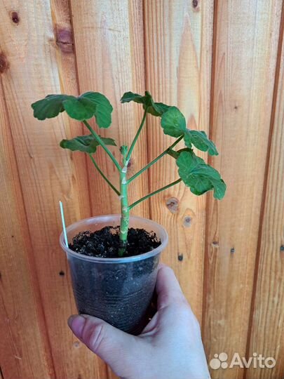 Пеларгония герань