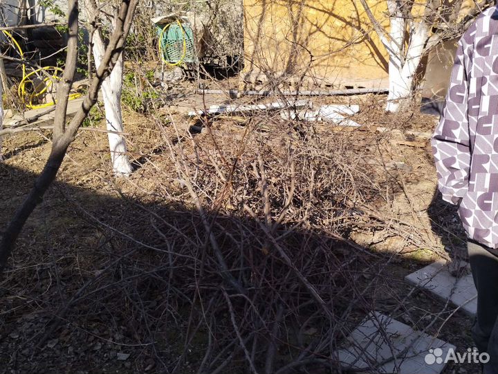 Ветки на коптильню Мих с огорода