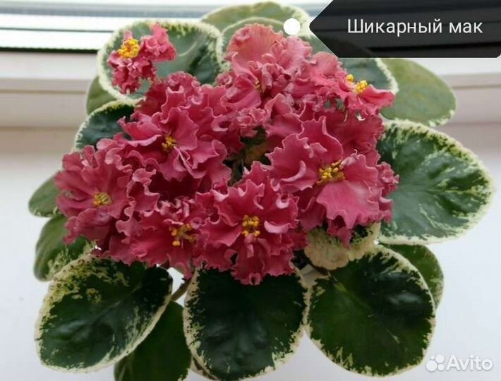 Фиалки сортовые