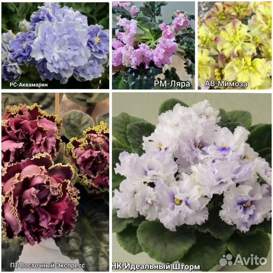 Набор сортовых фиалок