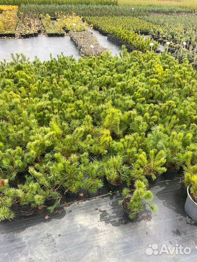 Горная сосна оптом С10 40-60 см