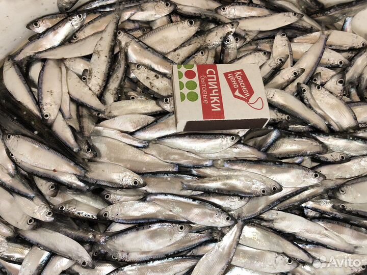 Охота и рыбалка