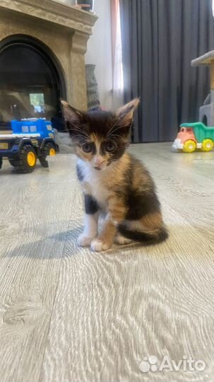 Отдам в добрые руки