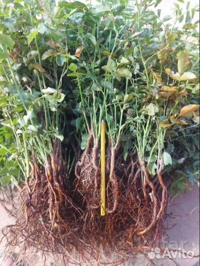 Шиповник лакса / подвой