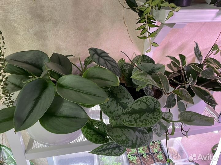 Сциндапсусы, нефролеписы