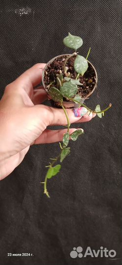 Хойя куртиси