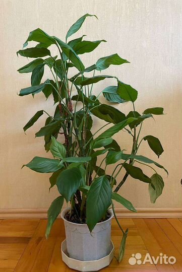 Комнатные цветы