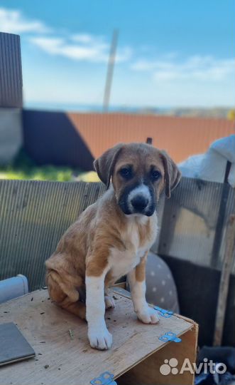 Щенок в добрые руки