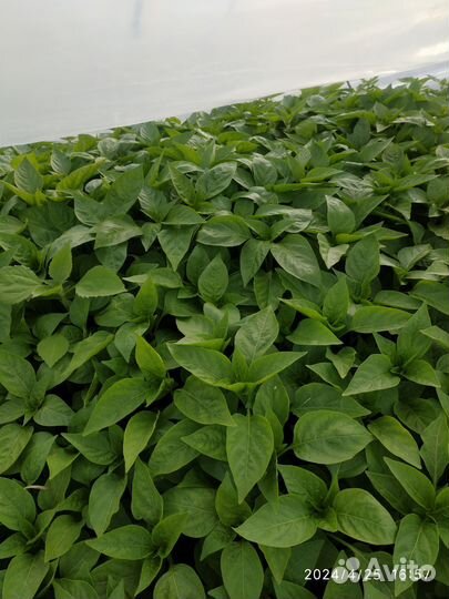 Рассада овощей оптом и в розницу