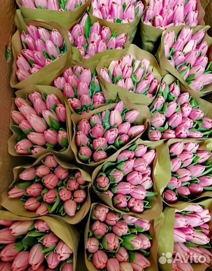 Тюльпаны (Голландия )