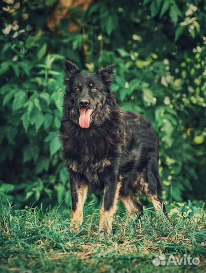 Собака в добрые руки