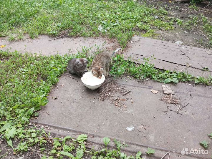 Отдам котят