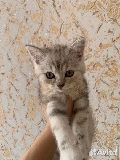 Британский котенок