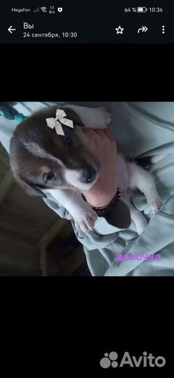 Метис корги