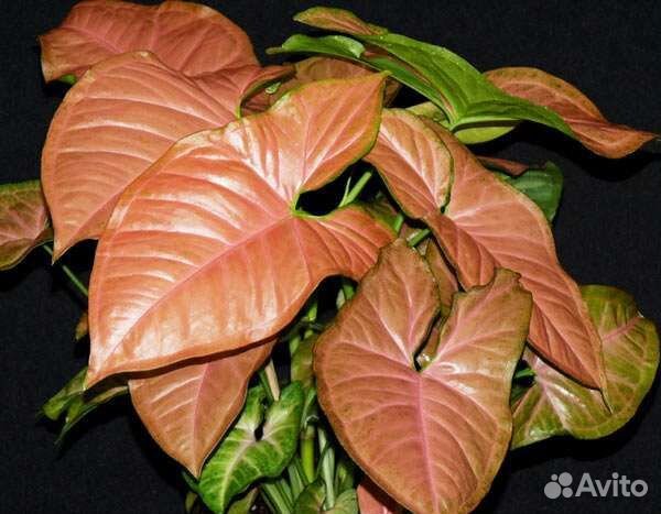 Сортовые сингониумы