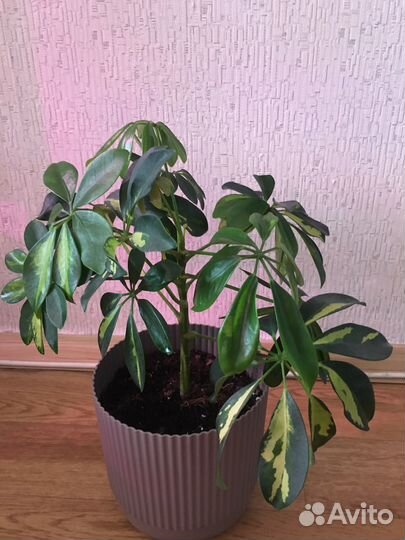 Шеффлера вариегатная