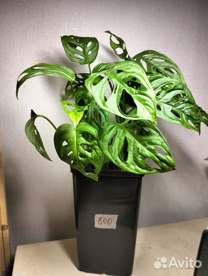 Домашние цветы