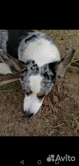 Вязка.Вельш корги кардиган