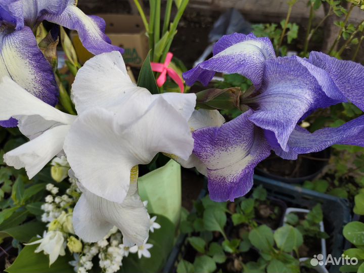 Растения цветы для сада