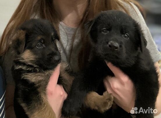 Щенки немецкой овчарки черные и чепрачные