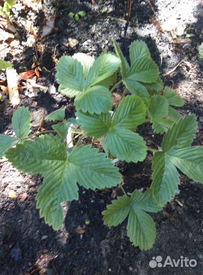 Земляника ремонтантная