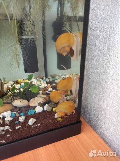 Улитки аквариумные Ампулярии