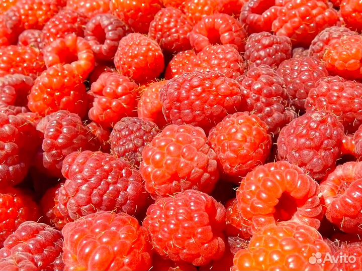 Саженцы малины. Крупная, сладкая ягода