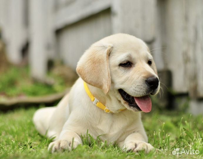 Лабрадор щенки палевого и черного окраса