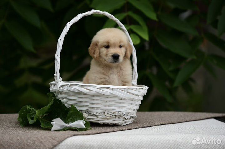 Щенки золотистого ретривера. Американского типа