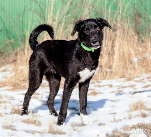Щенок мальчик в добрые руки