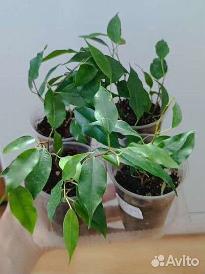 Фикус бенджамина