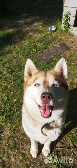 Сибирский хаски