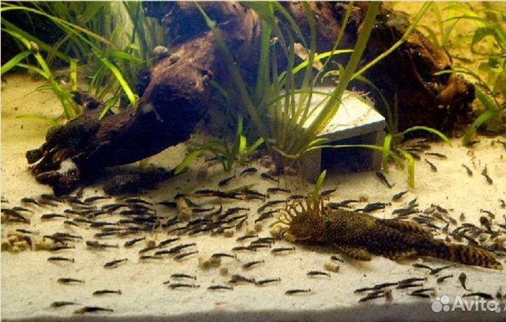 Мальки сомов анциструсов